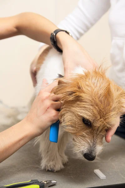 Jack russell terrier få hans frisyr — Stockfoto
