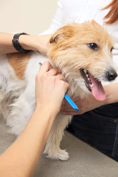 Jack Russell Terrier cortándose el pelo — Foto de Stock