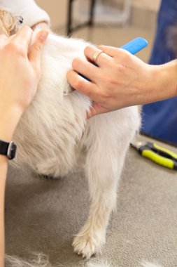 jack russell terrier onun saç kesme getting