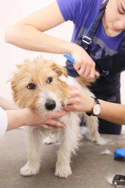 jack russell terrier onun saç kesme getting