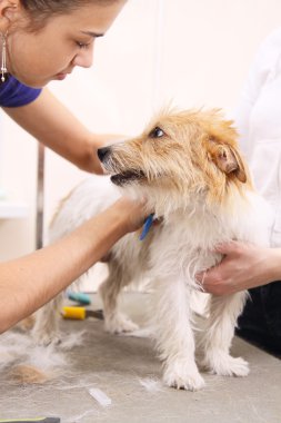 jack russell terrier onun saç kesme getting