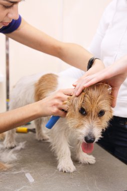 jack russell terrier onun saç kesme getting