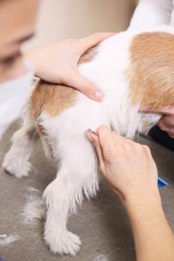 jack russell terrier onun saç kesme getting