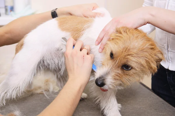 Jack Russell Terrier si fa tagliare i capelli — Foto Stock