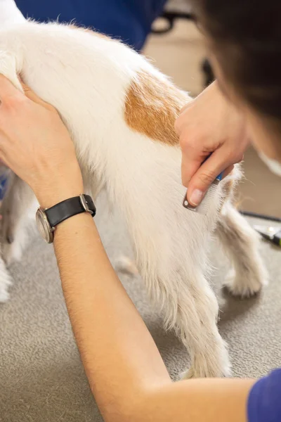 Jack Russell Terrier lässt sich die Haare schneiden — Stockfoto