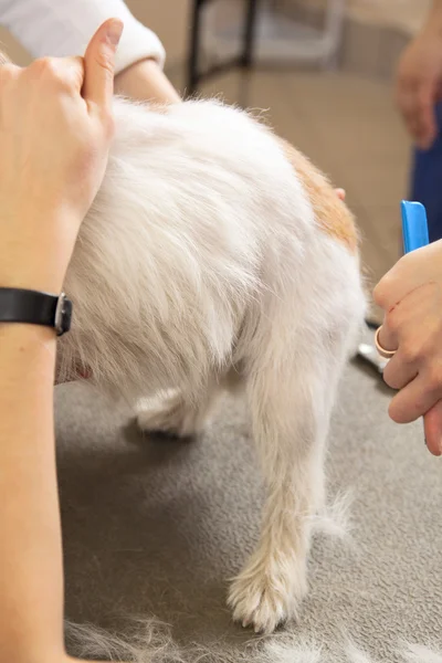 Jack Russell Terrier cortándose el pelo —  Fotos de Stock