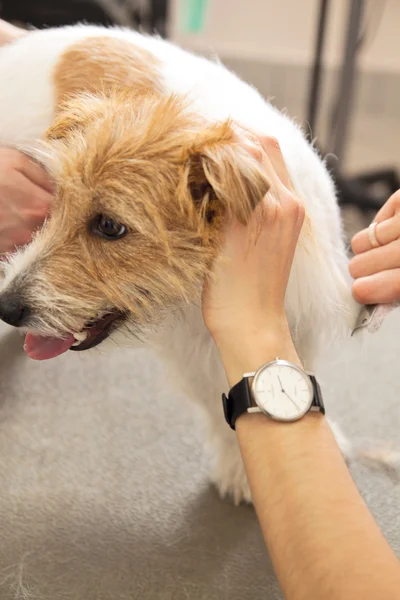 Jack Russell Terrier getting his hair cut — Stock Photo, Image