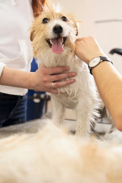 Jack Russell Terrier kapok a haját — Stock Fotó
