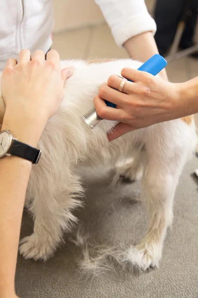 Jack Russell Terrier se fait couper les cheveux — Photo