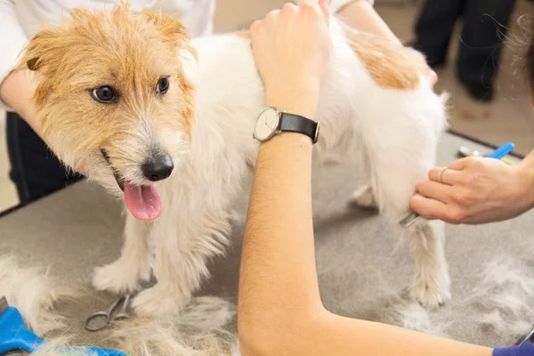 Jack Russell Terrier cortando o cabelo — Fotografia de Stock