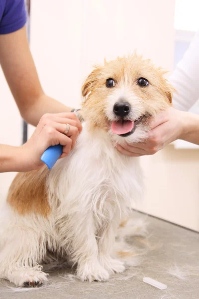 Jack russell Terriër krijgt zijn haar knippen — Stockfoto