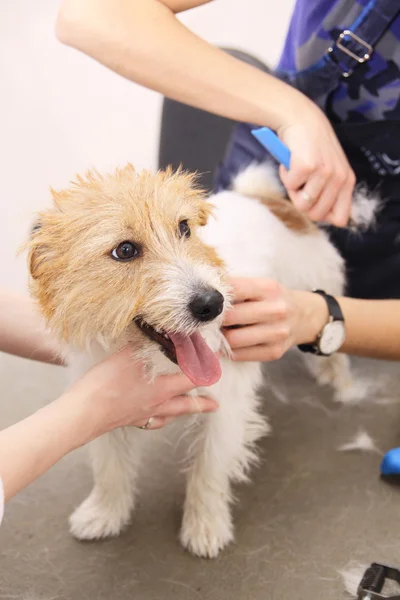 Jack Russell Terrier getting his hair cut — Stock Photo, Image