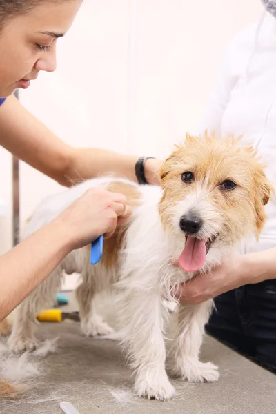 Jack Russell Terrier getting his hair cut — Stock Photo, Image