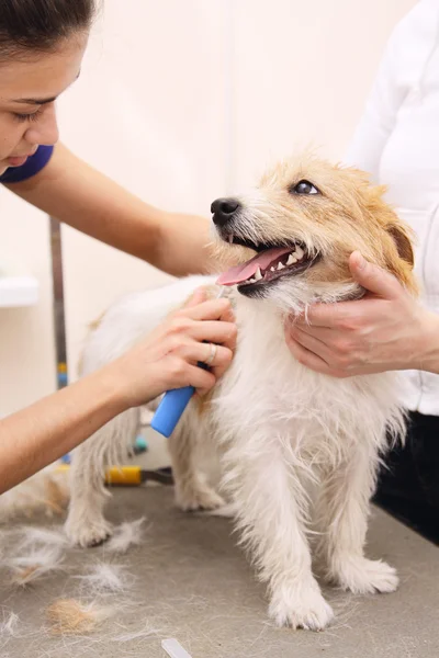 Jack russell terrier onun saç kesme getting — Stok fotoğraf