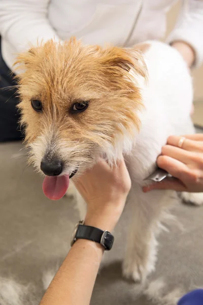 Jack Russell Terrier lässt sich die Haare schneiden — Stockfoto