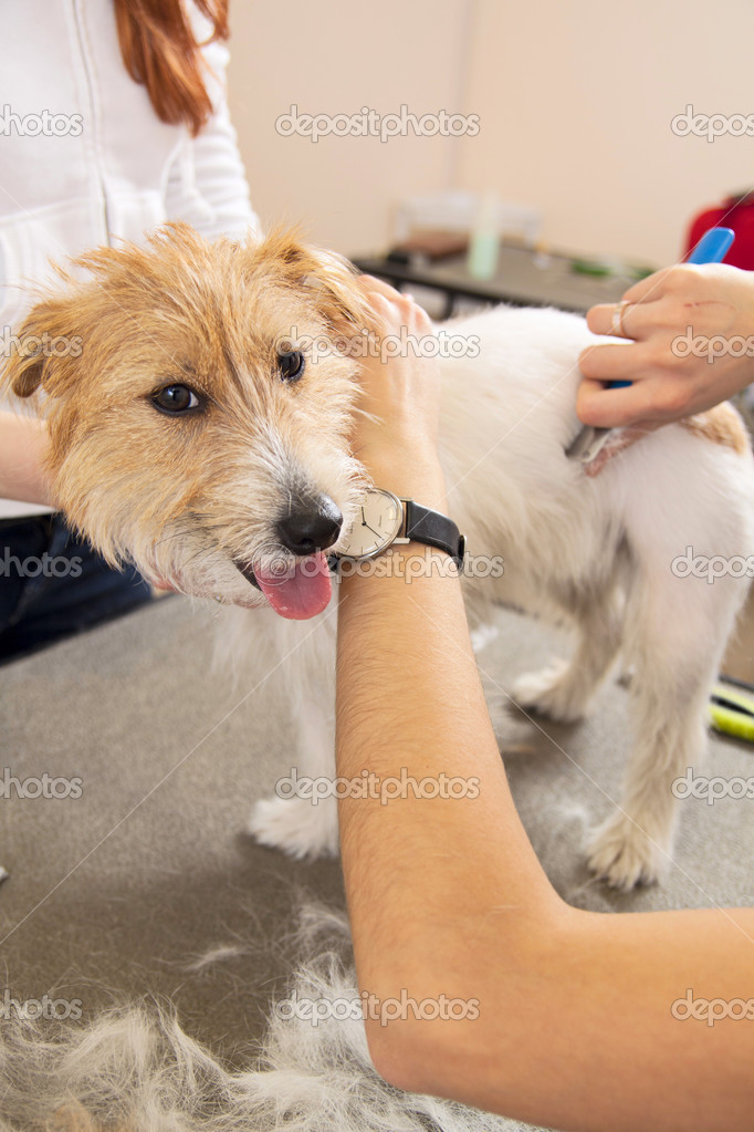 jack russell haircut