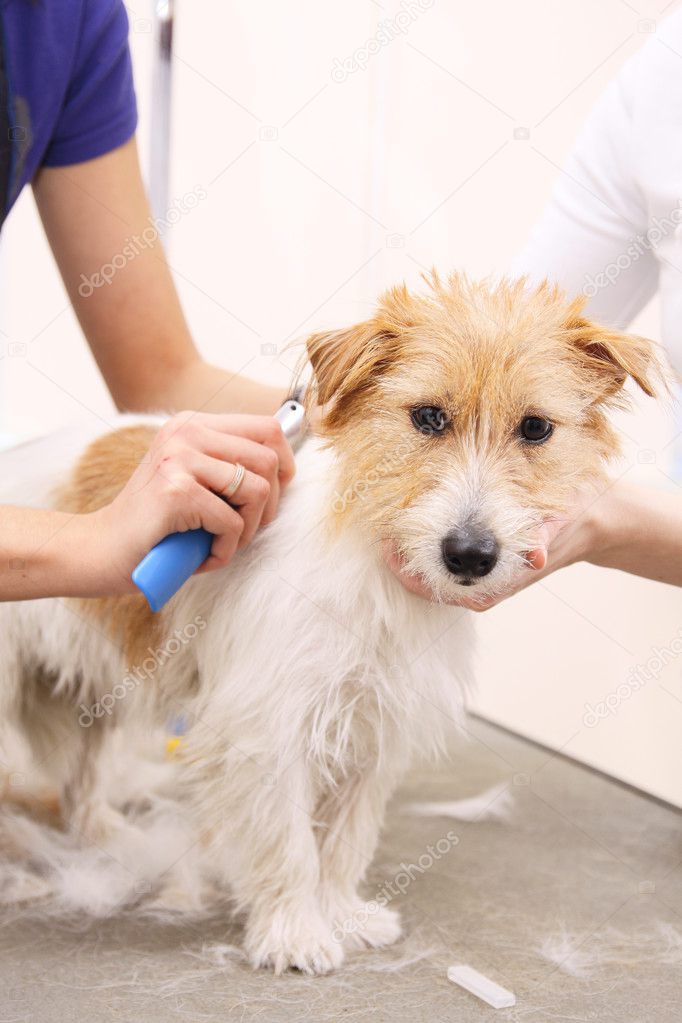 How To Groom A Long Haired Jack Russell Terrier Jack Russell