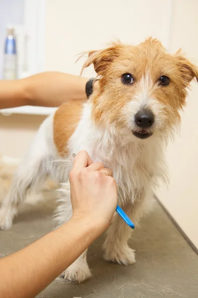 Jack russell terrier onun saç kesme getting — Stok fotoğraf