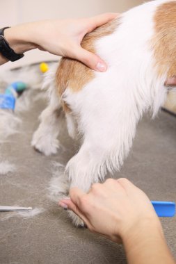 jack russell terrier onun saç kesme getting