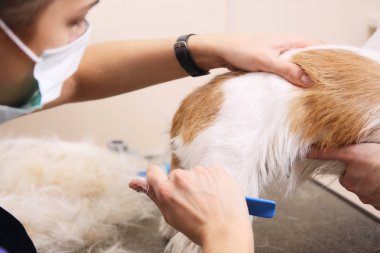 jack russell terrier onun saç kesme getting