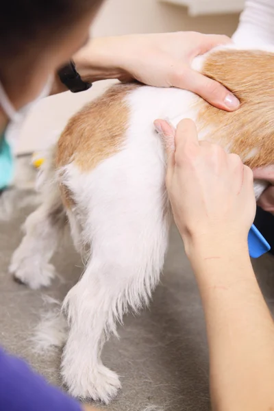 Jack russell terrier onun saç kesme getting — Stok fotoğraf