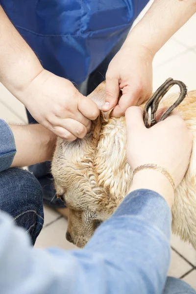 Labrador retriever nettoyage des oreilles de chien — Photo