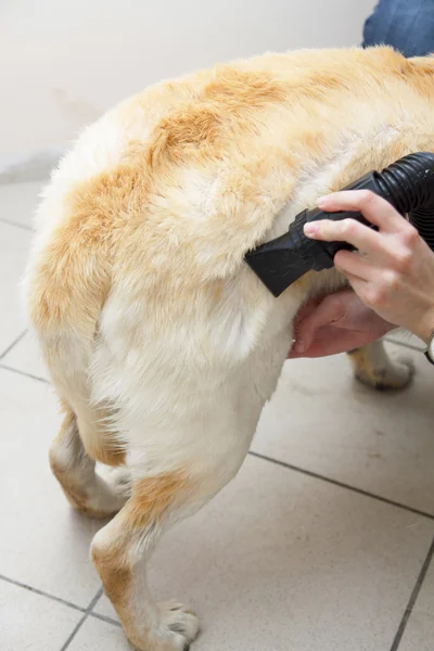 Labrador Retriever seco com um secador de cabelo — Fotografia de Stock