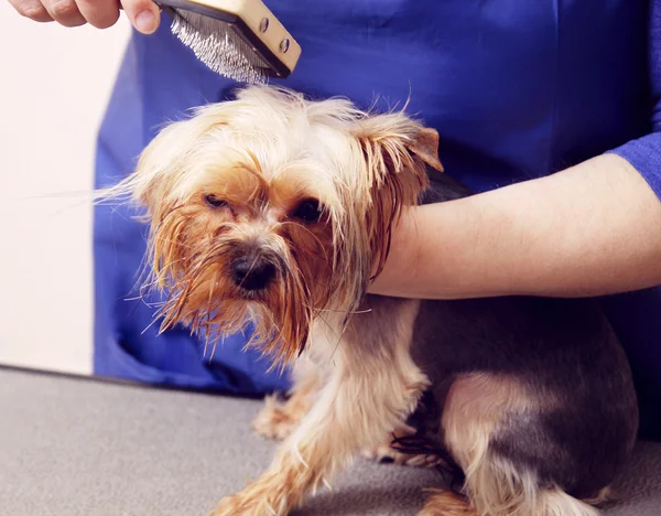 Yorkshire terrier consiguiendo su corte de pelo —  Fotos de Stock