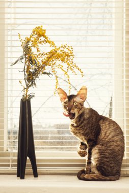 Kendini kedi yalamak