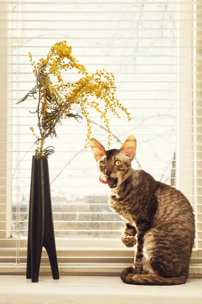 Kat likken zichzelf — Stockfoto