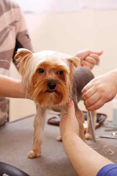 Yorkshire terrier recebendo seu cabelo cortado — Fotografia de Stock