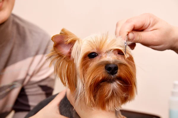 Yorkshire terrier recebendo seu cabelo cortado — Fotografia de Stock