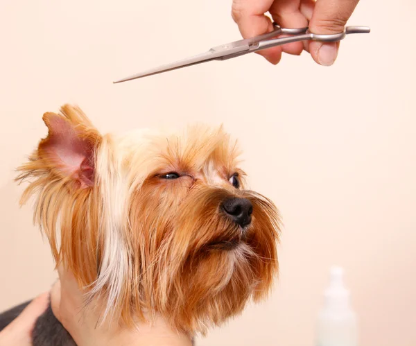 Yorkshire terrier consiguiendo su corte de pelo — Foto de Stock