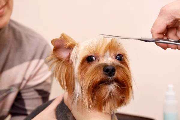 Yorkshire terrier att få sitt hår klippt Stockfoto