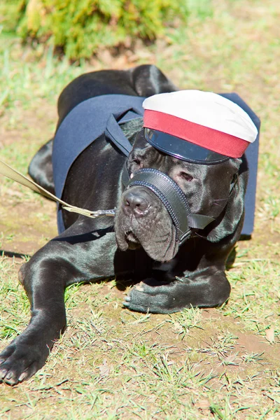 Cão em traje de carteiro — Fotografia de Stock