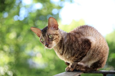 Cornish rex Gri kedi