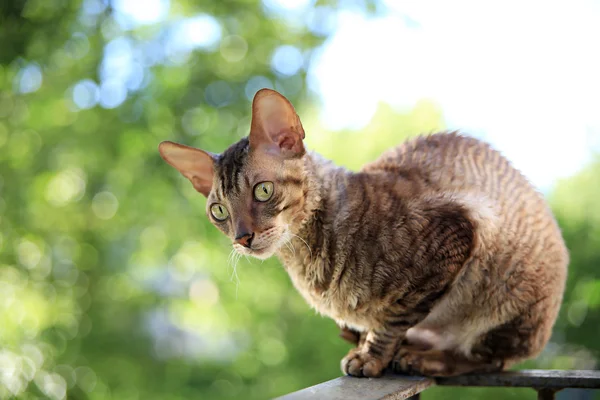 Cornish rex Gri kedi — Stok fotoğraf