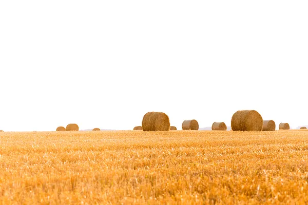 Harvested field — Stock Photo, Image