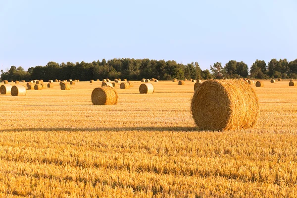 Harvested field — Stock Photo, Image