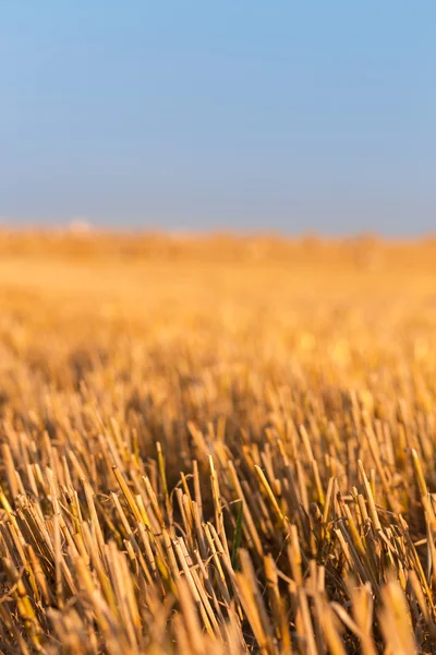 Abgeerntetes Feld — Stockfoto