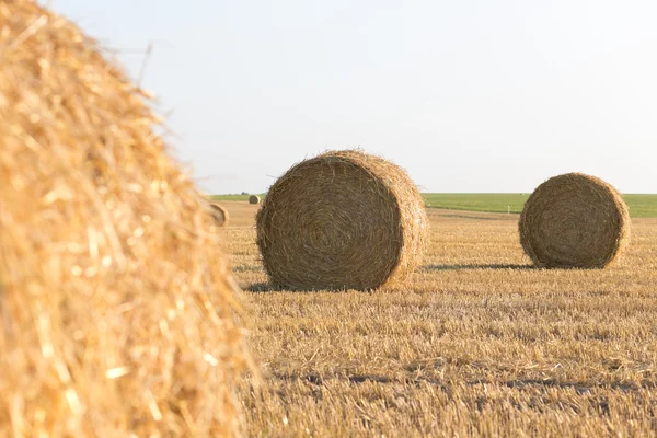 Campo colhido — Fotografia de Stock