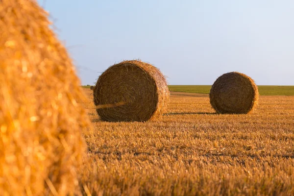 Harvested field — Stock Photo, Image