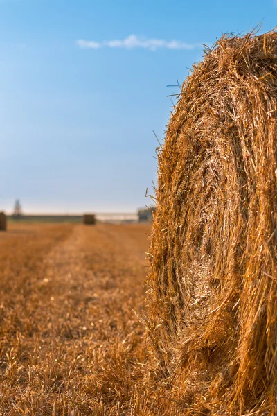 Harvested field — Stock Photo, Image