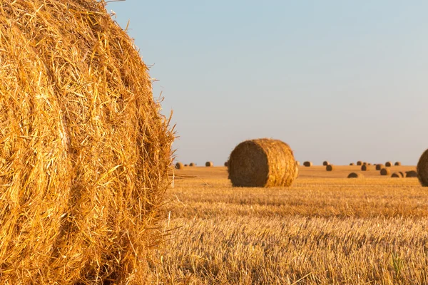 Abgeerntetes Feld — Stockfoto