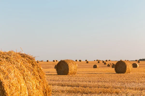 Harvested field — Stock Photo, Image