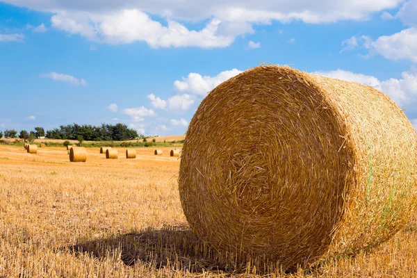 Harvested field — Stock Photo, Image