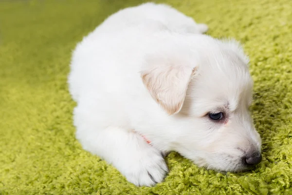 Baby Zwitserse herder — Stockfoto