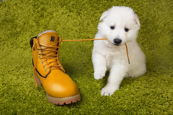 Baby Schweizer Schäferhund spielt — Stockfoto