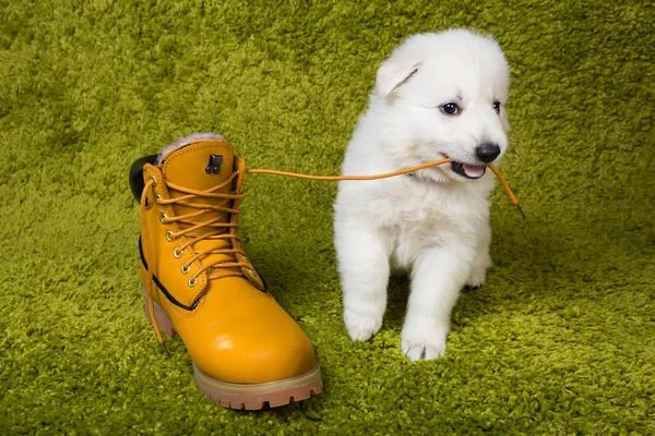 Baby Zwitserse herder spelen — Stockfoto