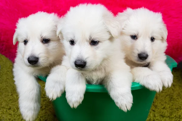 Drie baby Zwitserse herder zitten — Stockfoto